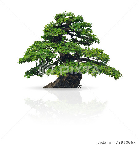 Tree isolated Tree isolated 73990667