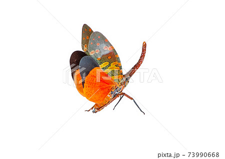 fulgorid bug. fulgorid bug. 73990668