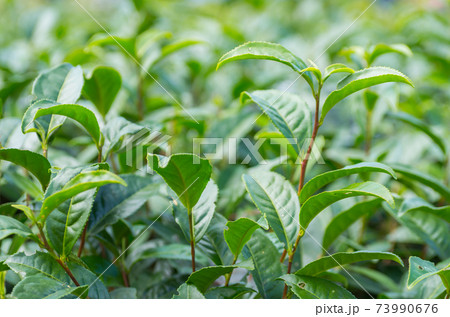Soft tea plantation 73990676