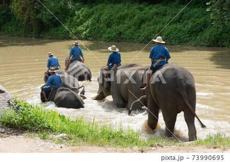 Elephant trekking 73990695