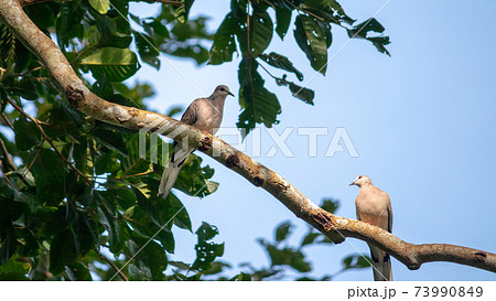 Spotted dove pair perched in a branch, mating season, under the clear blue skies and evening light hitting the bodies, grey fluffy birds in nature. 73990849