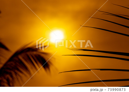 Colorful golden sunset, evening skies through the coconut leaves pattern, 73990873