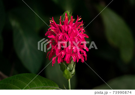 Wild bright dark pink color flower against a dark background, 73990874