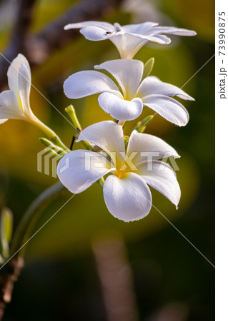 Plumeria flowers close up, one of the greatest smells of flowers in nature. three flowers inlined vertically. 73990875