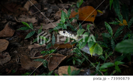 Rat snake peeking head out in the grass and dead leaves ground. Rat snake peeking head out in the grass and dead leaves ground. 73990879