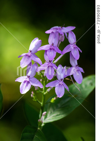 Purple Wildflowers, green soft background, natural light hits flower petals, beautiful crisp colors of nature. 73990893
