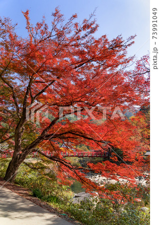 紅葉の香嵐渓　香嵐橋　巴川 73991049