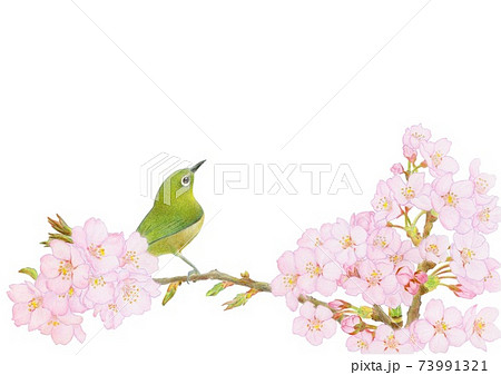 桜の枝にメジロ 手描きのイラスト素材