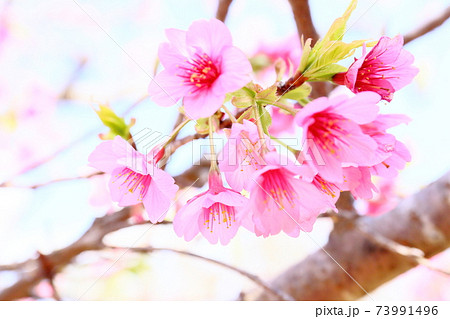 桜の花(ヒカンザクラ) 桜の花(ヒカンザクラ) 73991496