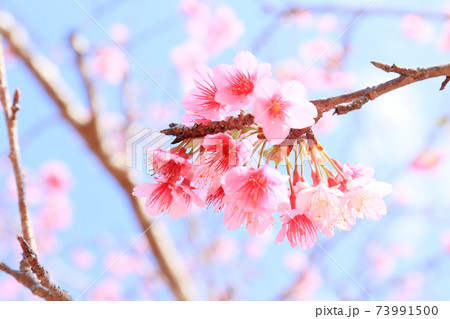 桜の花（ヒカンザクラ） 73991500