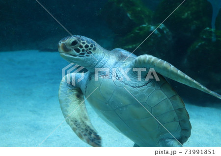 ウミガメ 73991851
