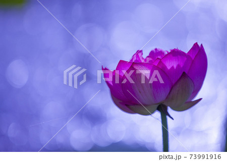 キラキラの背景に浮かぶ一輪のハスの花の写真素材