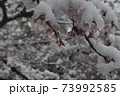 雪桜 73992585