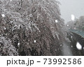 雪降る桜 73992586