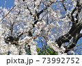 桜満開 73992752