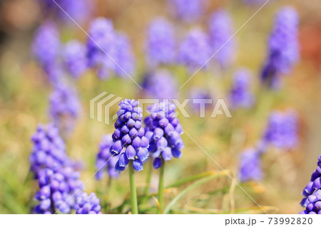 ムスカリ 花 草花 ムスカリ 花 草花 73992820
