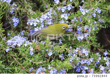 雨に濡れたローズマリーと蜜を吸うメジロ 雨に濡れたローズマリーと蜜を吸うメジロ 73992844