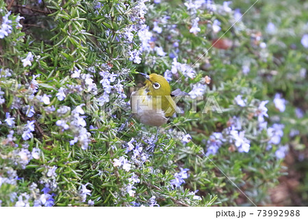 雨に濡れたローズマリーと蜜を吸うメジロ　　 73992988