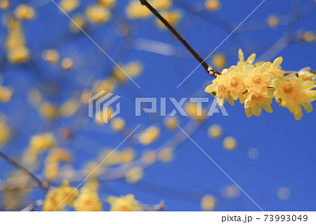 1月　ロウバイ（蠟梅）群馬県安中市 73993049