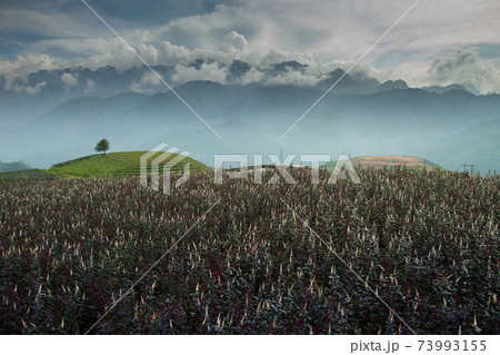 green field of rice terrace againts sky 73993155