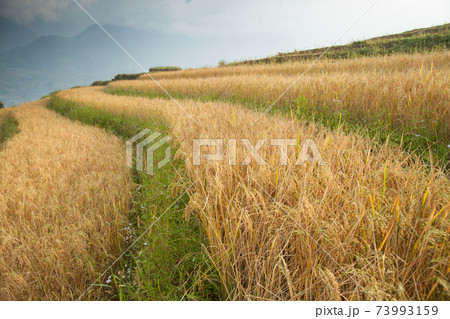 green field of rice terrace againts sky 73993159