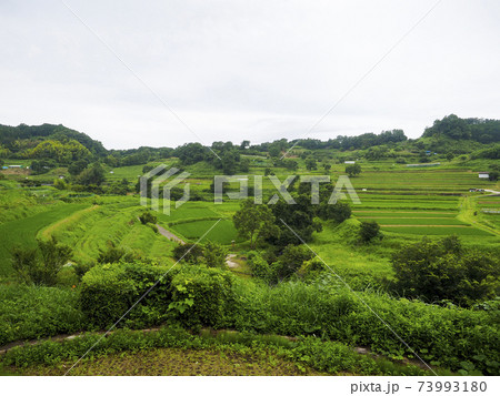 明日香村の棚田の風景 73993180