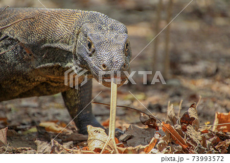 舌を出しているコモド国立公園のコモドドラゴンの写真素材