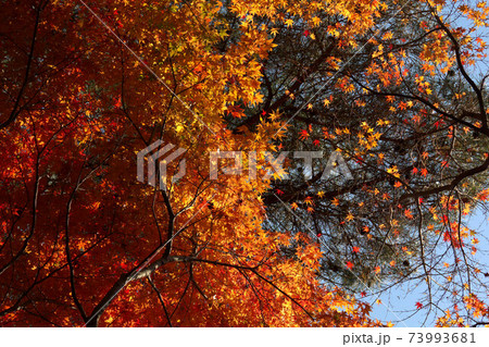 修善寺自然公園の紅葉 73993681