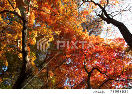 修善寺自然公園の紅葉 73993682