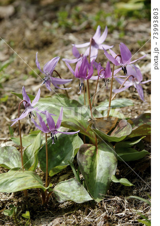 カタクリ　片栗　北海道春の花 73993803