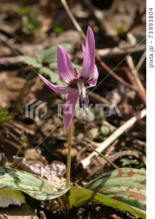 カタクリ　片栗　北海道春の花 73993804