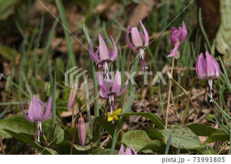 カタクリ　片栗　北海道春の花 73993805