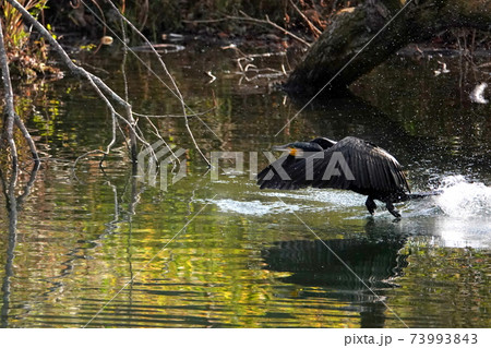 カワウの着水 カワウの着水 73993843
