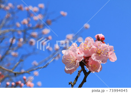 桜の花が青空に開く 桜の花が青空に開く 73994045