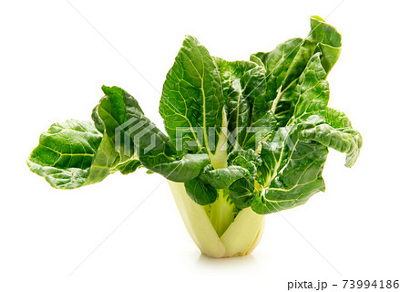 ミニ広東白菜 73994186