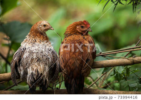 chickens standing on ground looking to camera 73994416