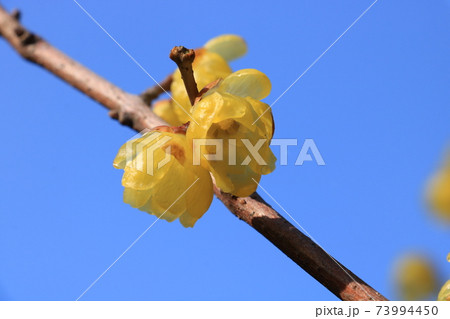 ロウバイ 73994450