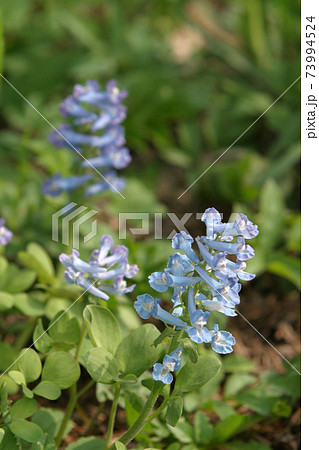 エゾエンゴサク 北海道春の花の写真素材