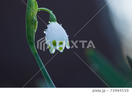 早春の花 雨粒を着けたスノーフレーク 早春の花 雨粒を着けたスノーフレーク 73994550