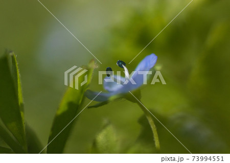 早春の花　草むらのオオイヌノフグリ 73994551