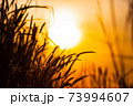 silhouette grass againts sunrise 73994607
