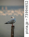 seagull standing with sky sunset background 73994652