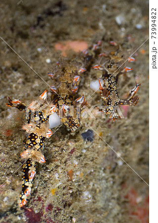 ヒオドシユビウミウシの交接 (メルギー諸島、ミャンマー) ヒオドシユビウミウシの交接 (メルギー諸島、ミャンマー) 73994822