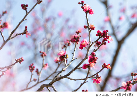 淡いピンク色の梅の花と青空 淡いピンク色の梅の花と青空 73994898