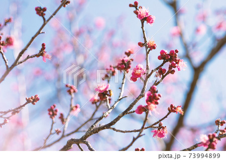 淡いピンク色の梅の花と青空 淡いピンク色の梅の花と青空 73994899