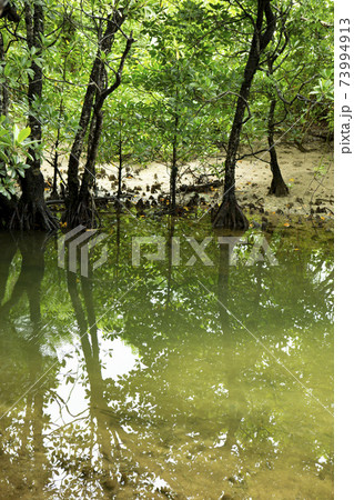水面に映るマングローブ、西表島 水面に映るマングローブ、西表島 73994913