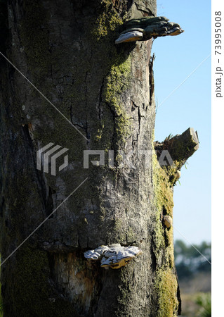 木になる猿の腰掛 73995008