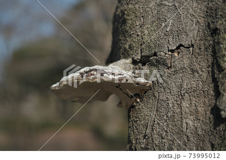 木から生える猿の腰掛け 木から生える猿の腰掛け 73995012