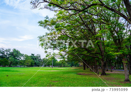 Green city public park with meadow and tree sky cloud Green city public park with meadow and tree sky cloud 73995099