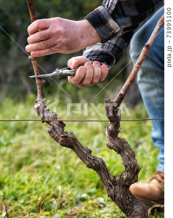 Farmer pruning the vine in winter. Agriculture. Farmer pruning the vine in winter. Agriculture. 73995100